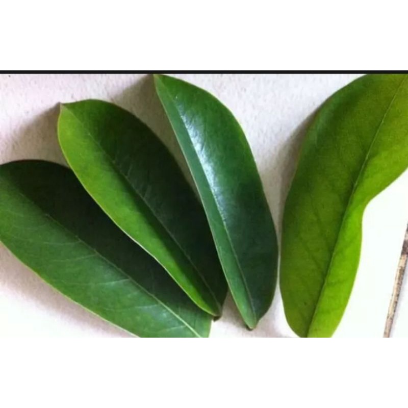

DAUN SIRSAK SEGAR LANGSUNG PETIK 500 grm
