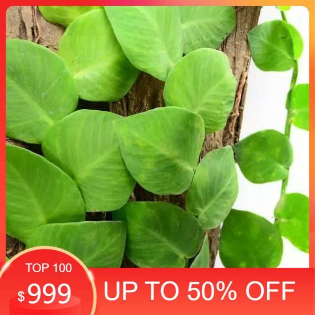 NEW... Tanaman hias dolar besar - tanaman rambat dolar besar - dolar gede