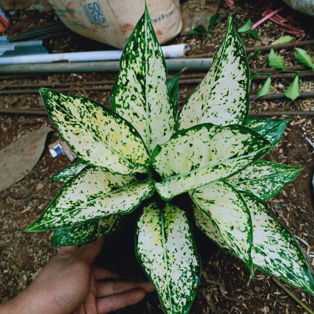 Tanaman hias aglonema snow wait - aglonema salju