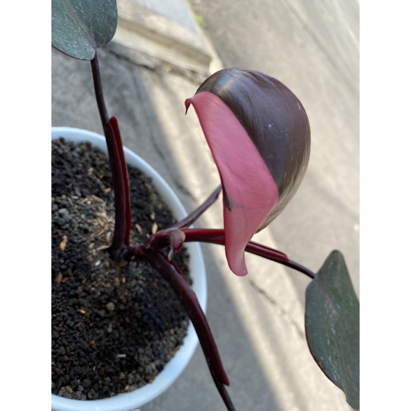 Philodendron Pink Princess - Real Pic