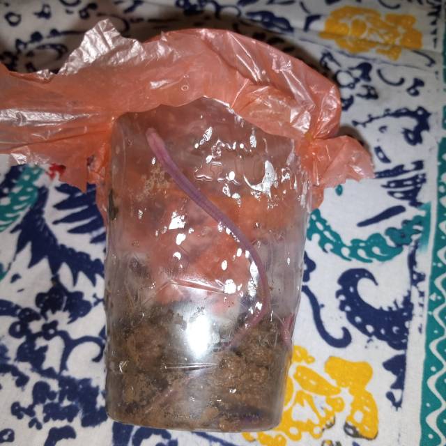 Cacing Tanah Lumbricus Dan ANC