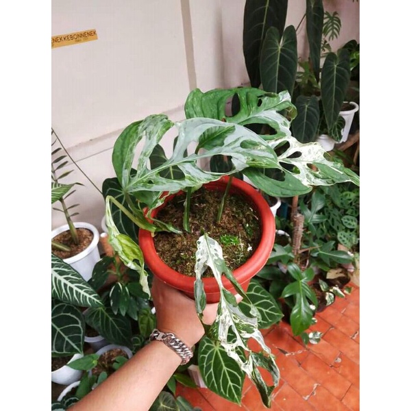 Monstera Adansonii Varigata Lokal Original | Janda Bolong Varigata Lokal | Janbol Varigata Lokal | J