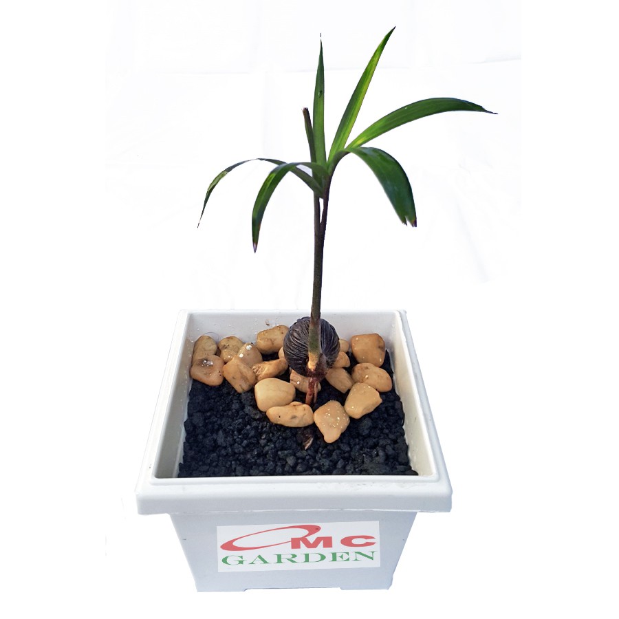 Tanaman Hias Pohon Bonsai Palm Palem Bibit