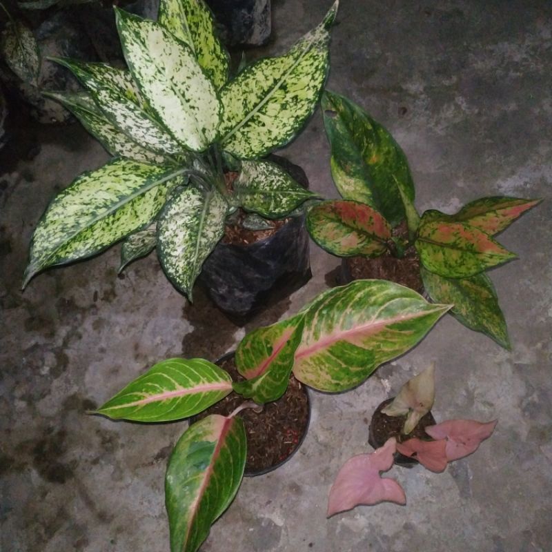 Aglaonema Snowhite, Red panama, Heng-heng