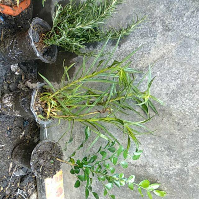 Tanaman Hias Bunga Kemuning - Pohon Kemuning