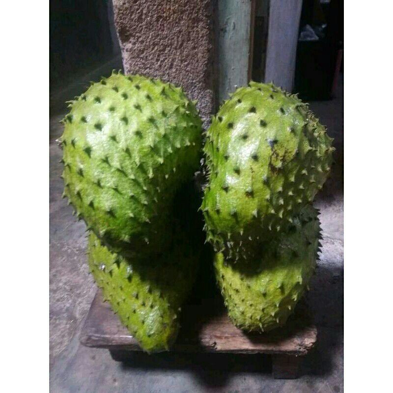 

1kg buah sirsak/sirsat