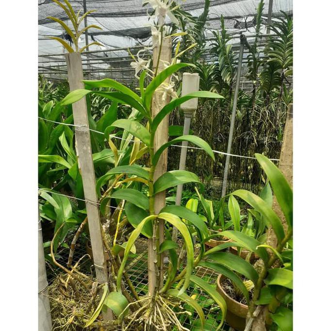 Dendrobium Stratiotes