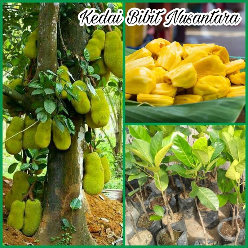 Bibit Nangka Madu Satu Taun Sudah Berbuah