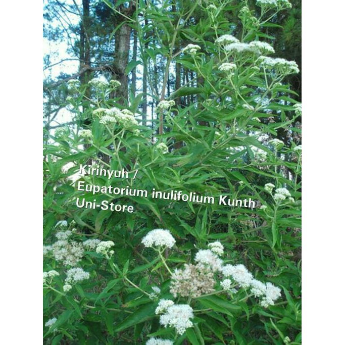 

ready Kirinyuh / Eupatorium inulifolium Kunth
