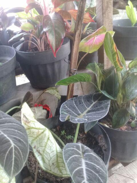 Keladi Tikus Terbaik