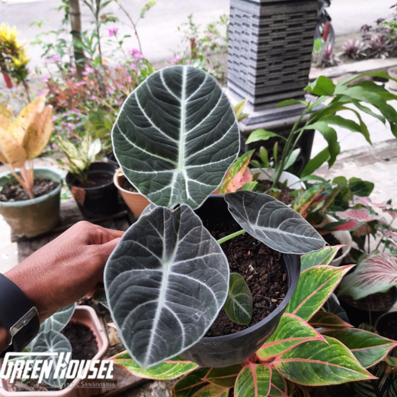 alocasia black velvet/alocasia