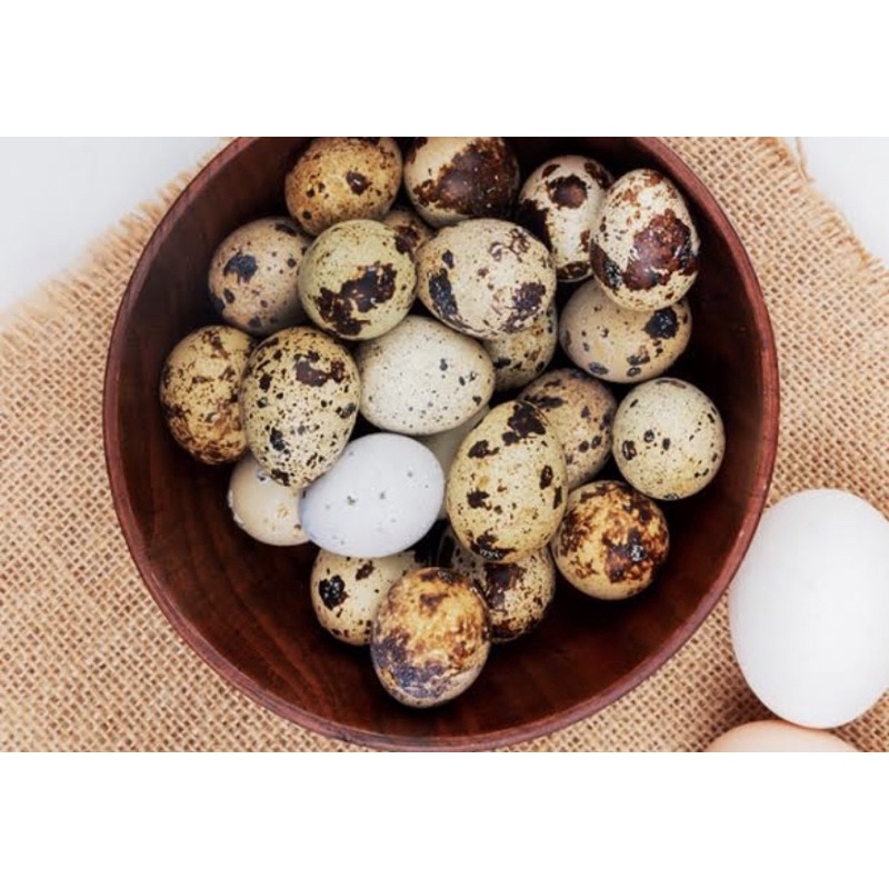 

telur puyuh 1kg