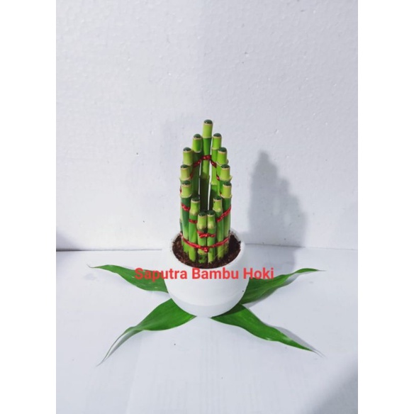Bambu Hoki / Bambu Rejeki Souvenir +cocopeat+Pot