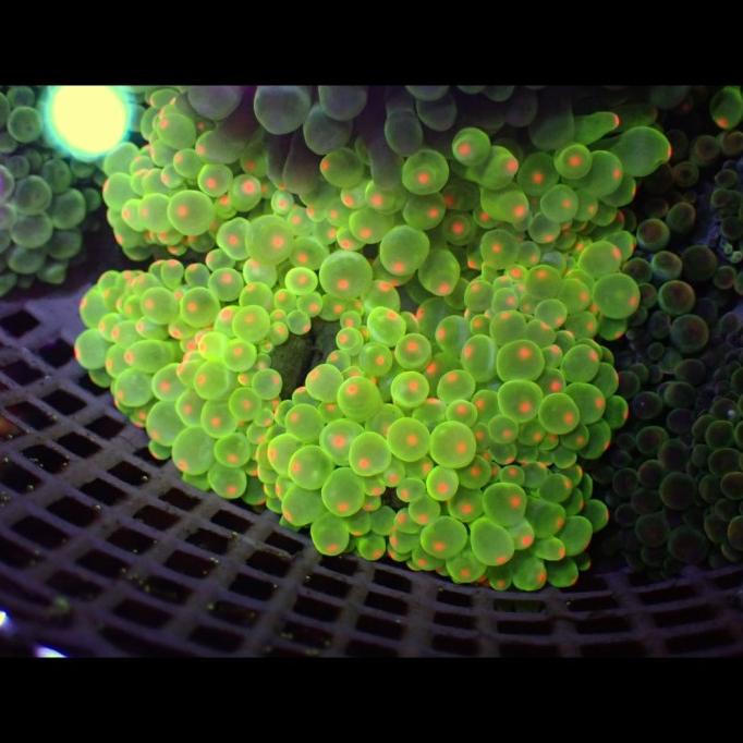 

Bubble tip anemone