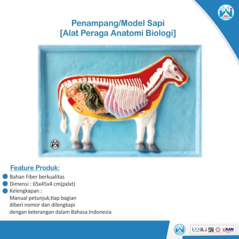 

[PROMO] Model Penampang Sapi - Alat Peraga Biologi [100% Original Product]