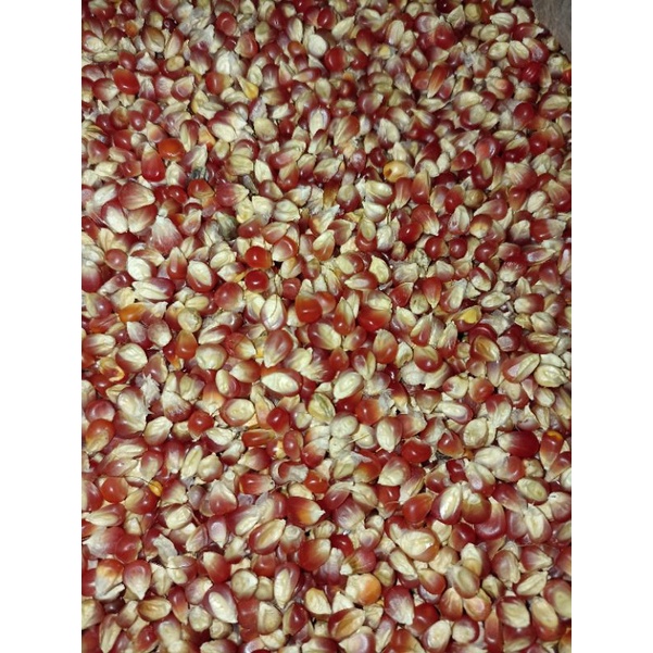 jagung super jagung merah jagung merpati kecil