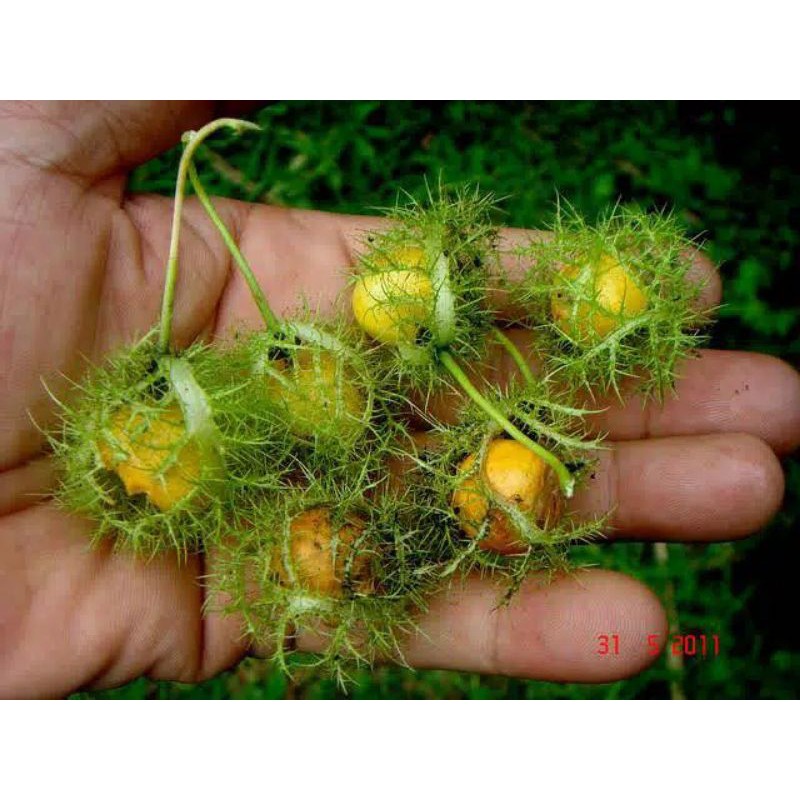20 biji markisa mini / buah ermot / ciplukan rambat