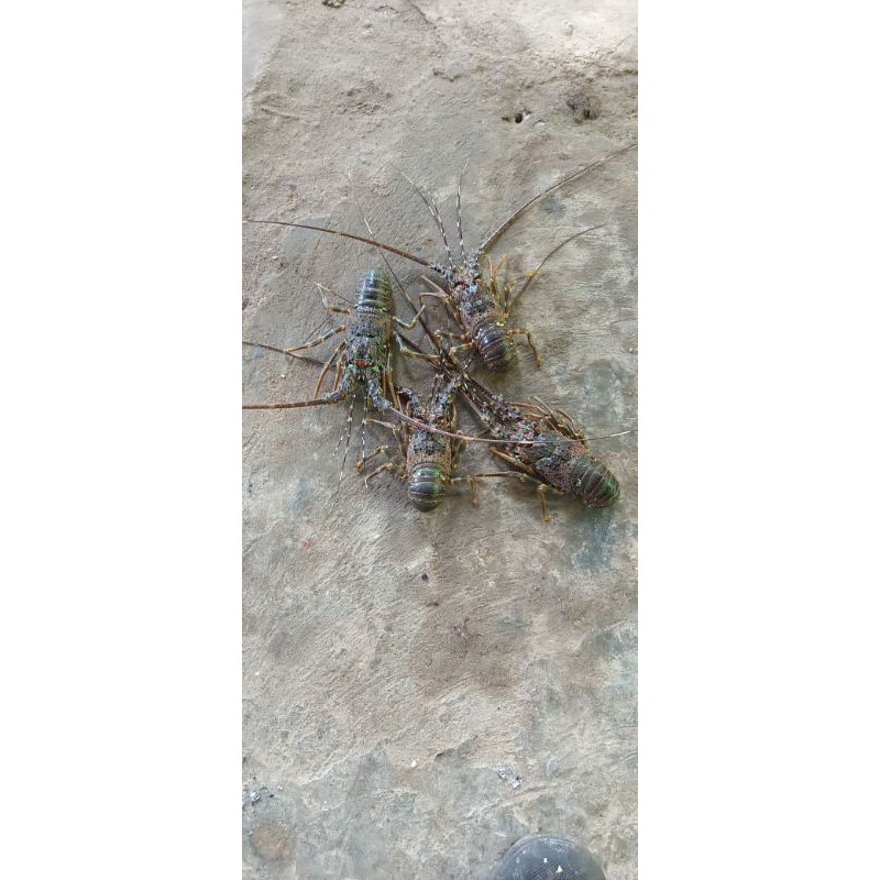 

Lobster