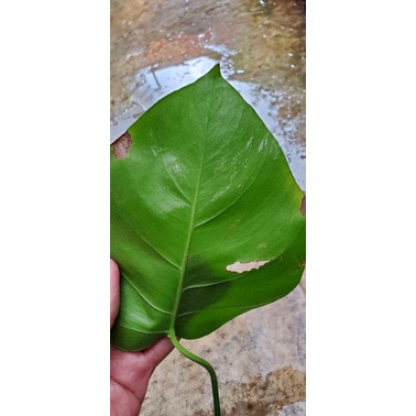Monstera Varigata 1 daun pancing tunas