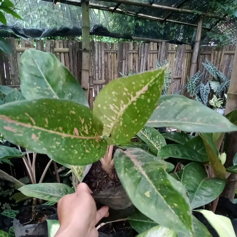 aglonema bigroy mutasi hijau 4-5 daun remaja promo murah