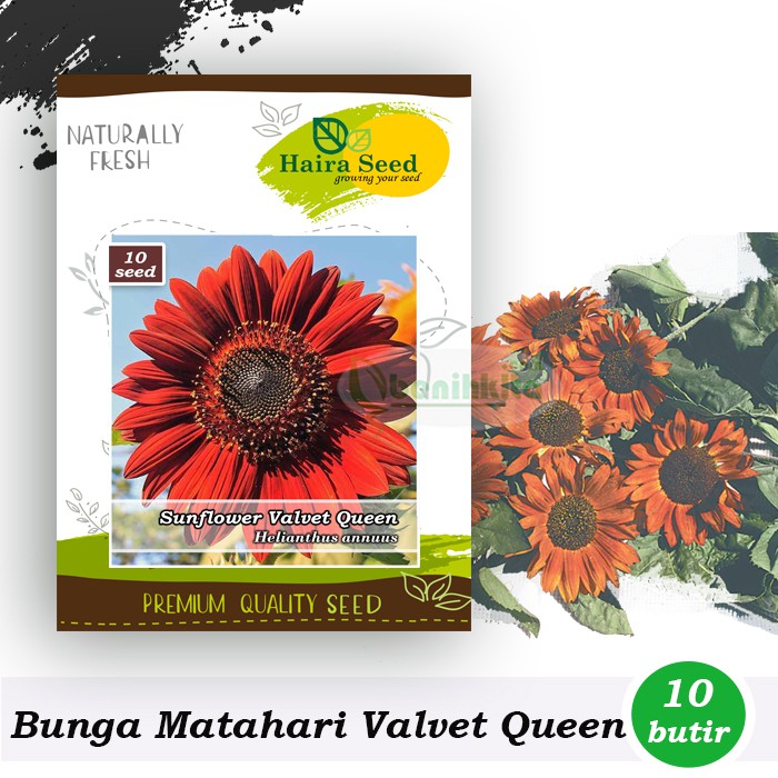 Benih Bibit Bunga Matahari Merah Valvet Queen Haira Seed Shopee Indonesia