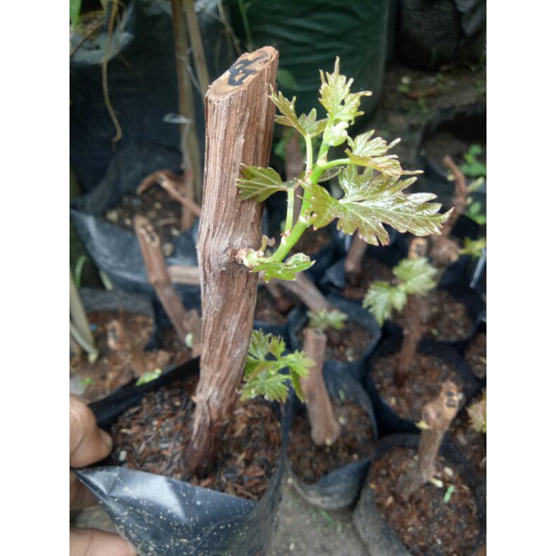 BIBIT ANGGUR IMPORT HASIL STEK