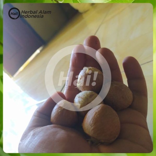 

Biji Pinang tua super 1kg HAI STORE