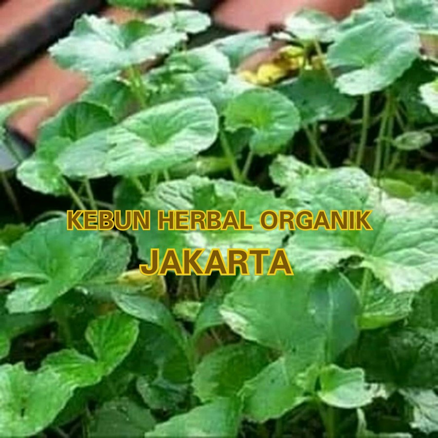 

HERBAL EPILEPSI DAUN PEGAGAN SEGAR 250GRAM ATAU ANTANAN SEGAR