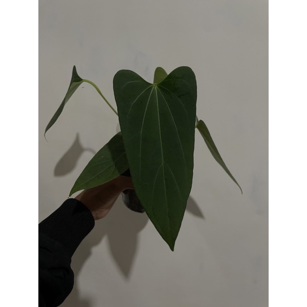 anthurium darkmama