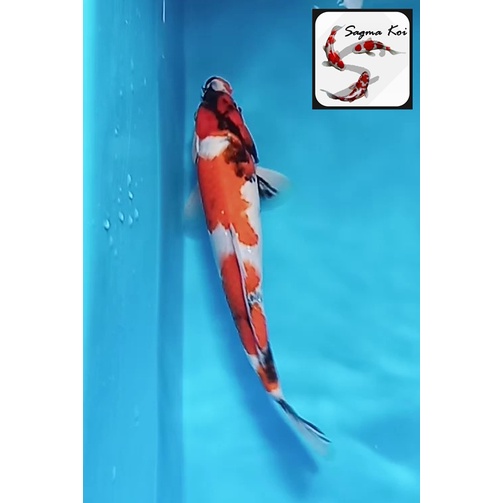 Koi Showa Lokal Blitar 30 CM