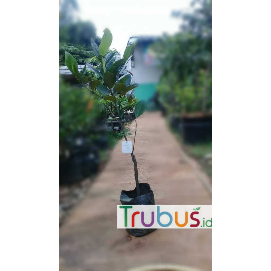 Tanaman Nangka Madu Mini