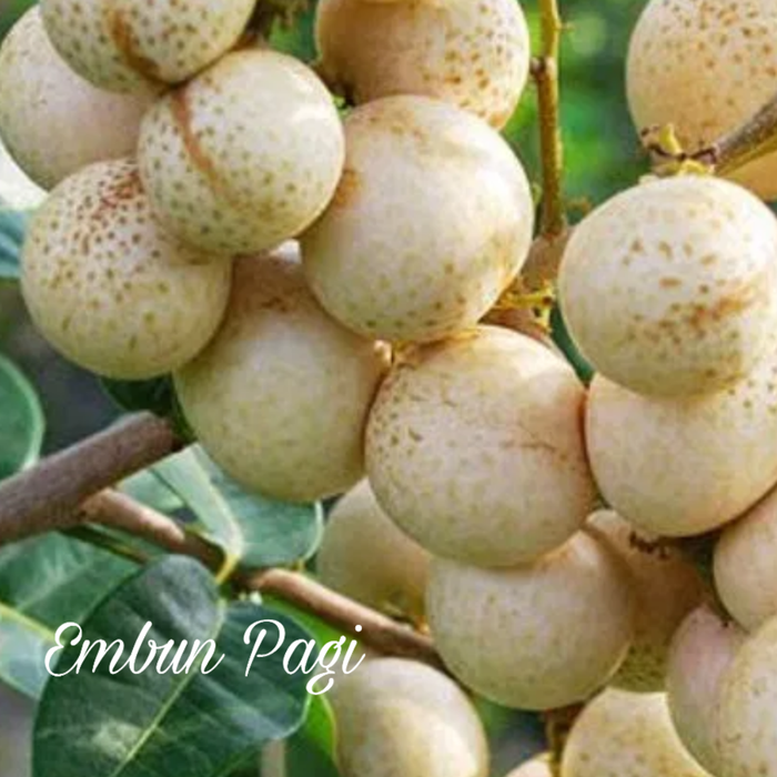 Bibit Buah Kelengkeng Matalada pernah berbuah batang besar