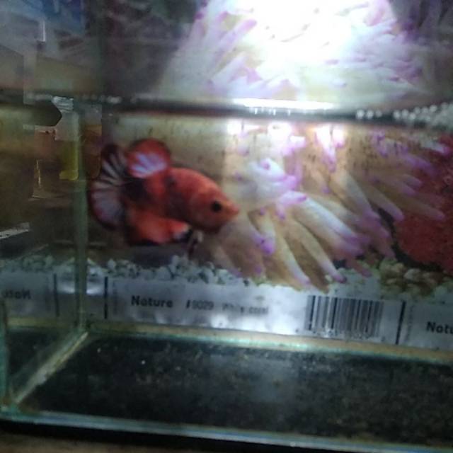 Cupang plakat fancy koi