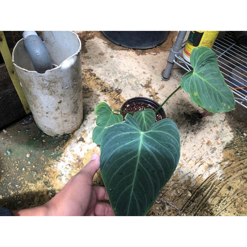 philodendron splendid
