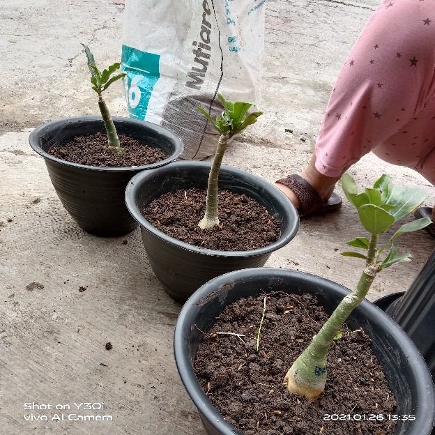 Bibit Adenium / Kamboja Jepang Tumpuk Nomor 28-36