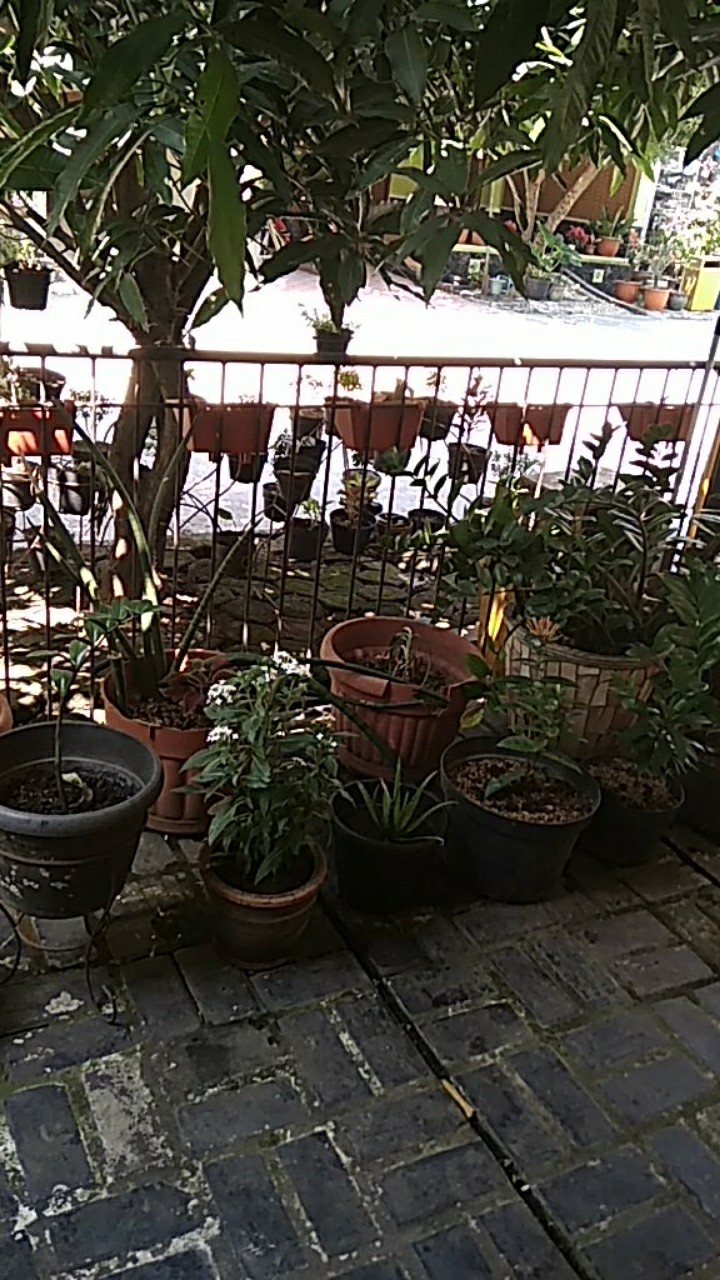 Pot Tempel Nkt Cantik