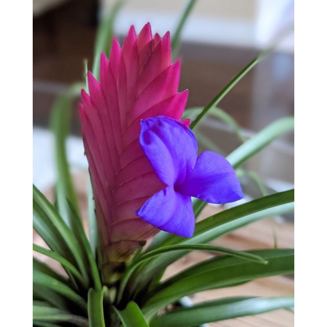 tilansia / Tillandsia cyanea / Tillandsia lindenii