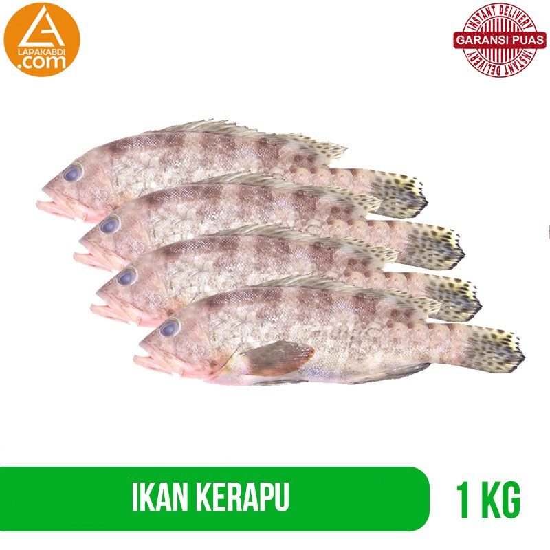 

Ikan Kerapu Kerapuh 1 Kg Ikan Laut Seafood Segar Garansi Termurah