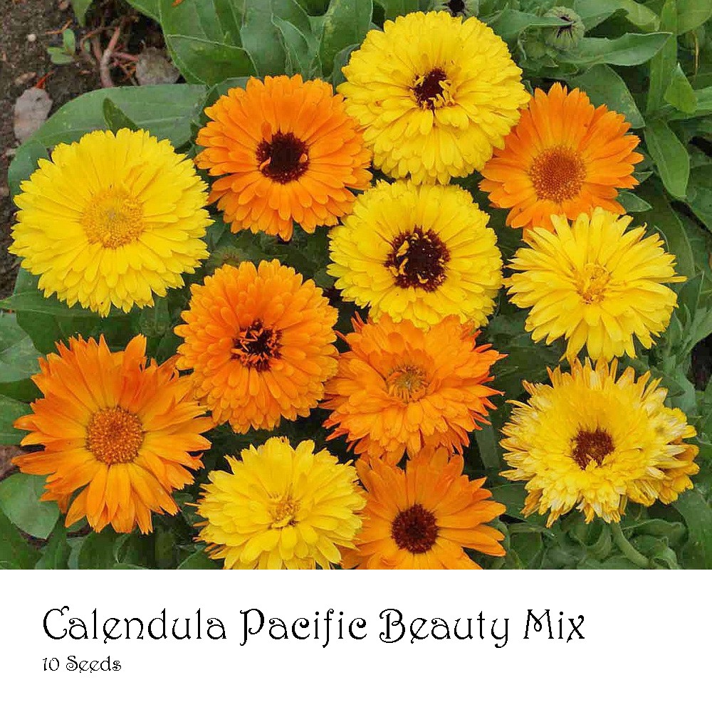 PlantaSeed - 10 Seeds - Calendula Pacific Beauty Biji Bunga - PAS0214