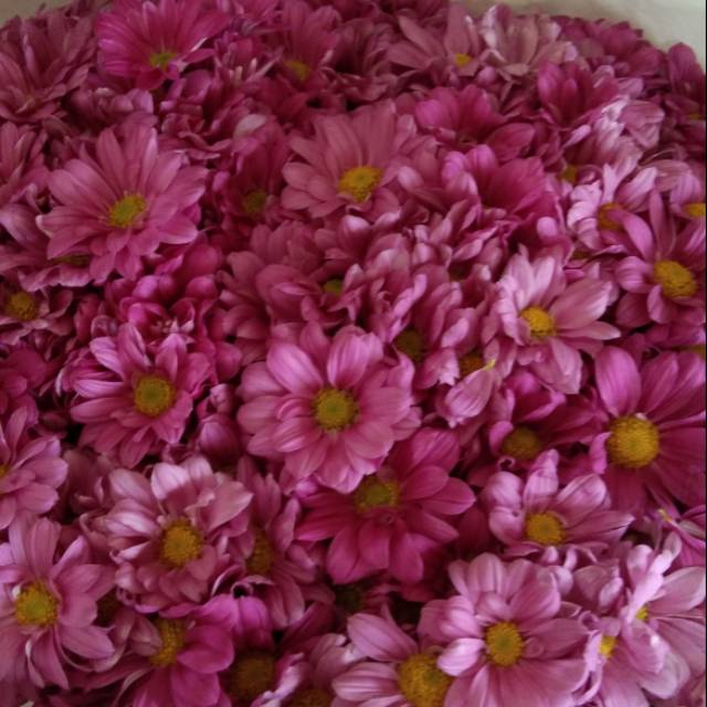 BUKET BUNGA POTONG WISUDA PENGANTIN FLANEL ASLI SEGAR BESAR MURAH BANDUNG MAWAR BABY BREATH