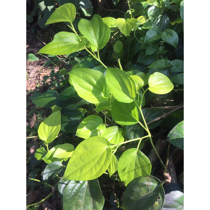 

Daun Sirih/ Sirih bali/ Don Base/ Daun sirih