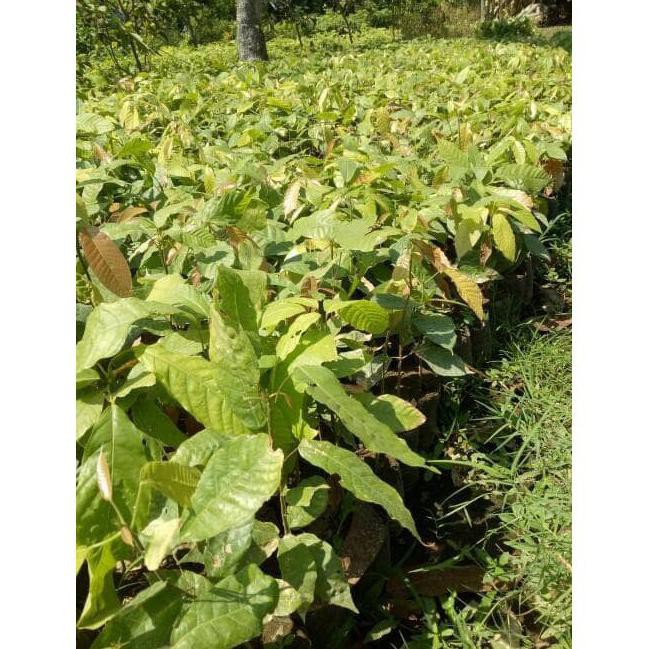 6 Bibit Tanaman Kakao Coklat Super Unggul Unggul B1G