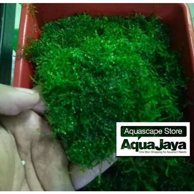 Weeping moss clum tanaman bawah air aquascape - Darat