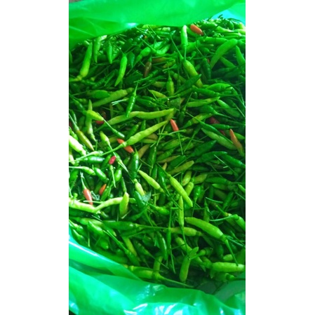 

cabepedes asli cabe rawit