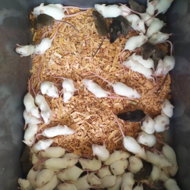 Tikus putih/mencit jumper/small