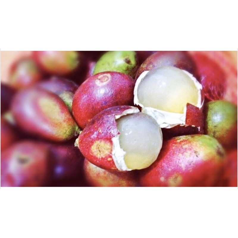 

Matoa premium lokal 500 gr