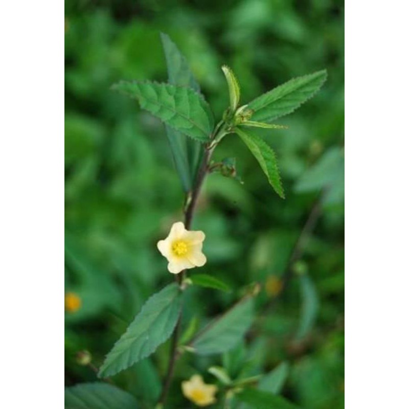 

SIDAGURI (Sida rhombifolia L.)