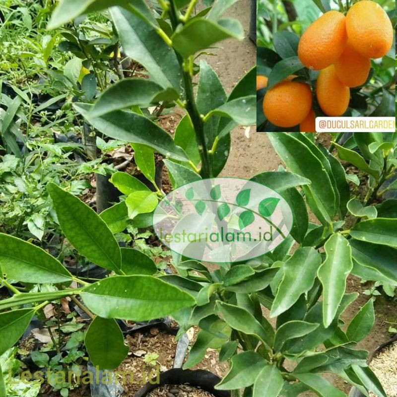 jeruk nagami siap berbuah bibit pohon jeruk nagami bibit nagami