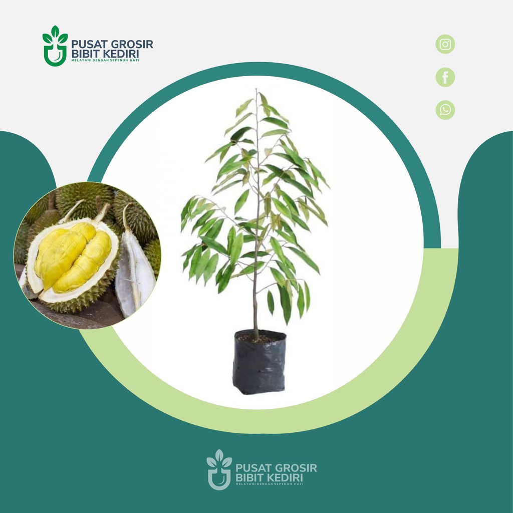 Asli     Bibit Durian Musangking     Termurah