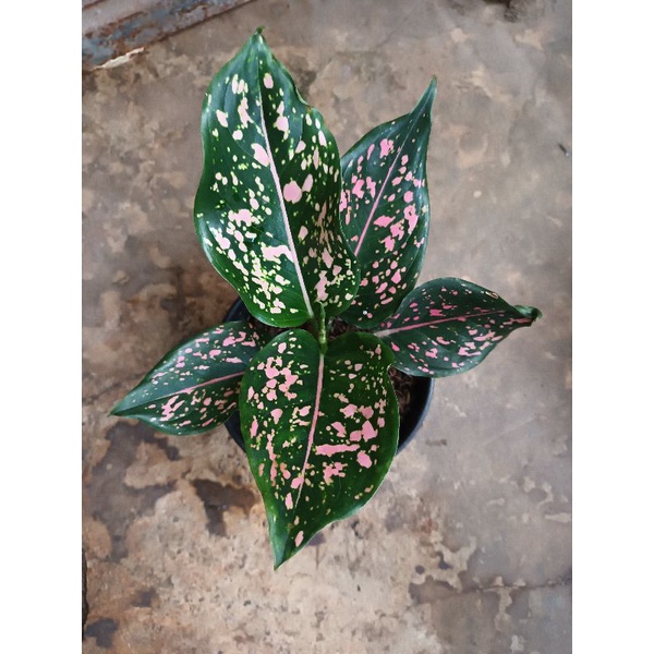 Aglaonema Pink Dalmation